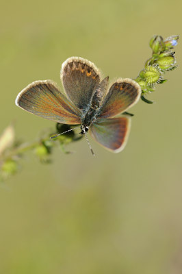 BUITEN BEELD Foto: 139163