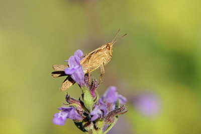 BUITEN BEELD Foto: 139165