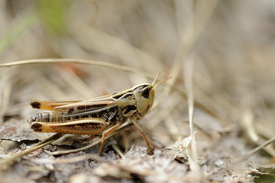 BUITEN BEELD Foto: 139167