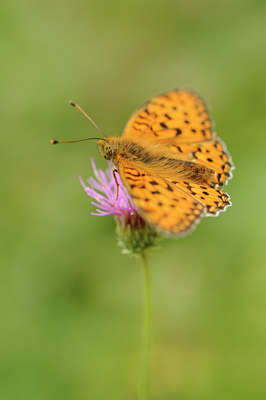 BUITEN BEELD Foto: 139168