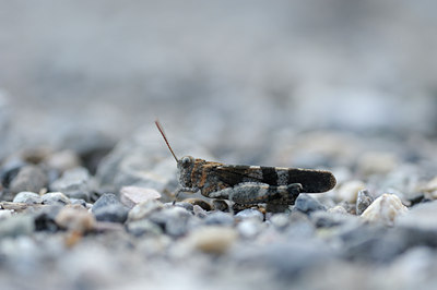 BUITEN BEELD Foto: 139180