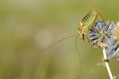 BUITEN BEELD Foto: 139184