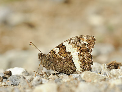 BUITEN BEELD Foto: 139186