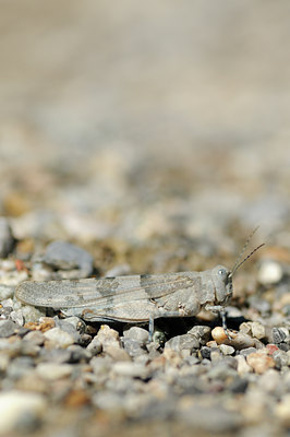 BUITEN BEELD Foto: 139187