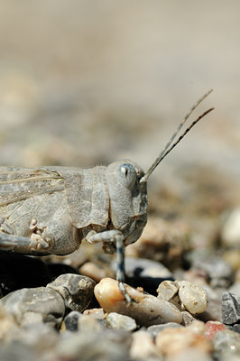 BUITEN BEELD Foto: 139189