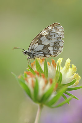 BUITEN BEELD Foto: 139206