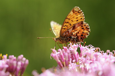 BUITEN BEELD Foto: 139218