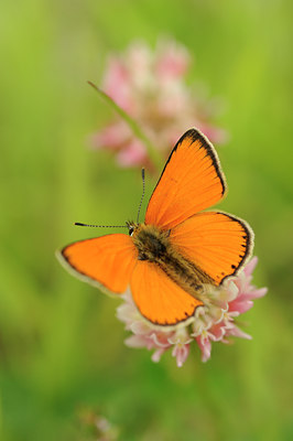 BUITEN BEELD Foto: 139226