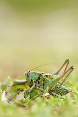 BUITEN BEELD Foto: 139228