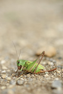 BUITEN BEELD Foto: 139231