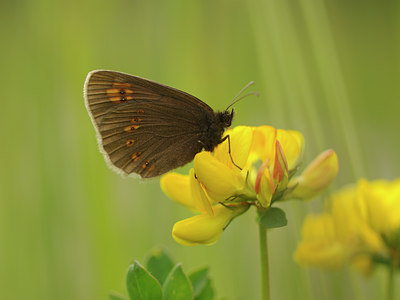 BUITEN BEELD Foto: 139236