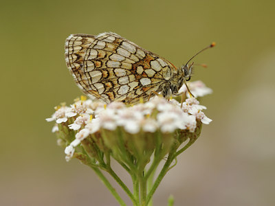 BUITEN BEELD Foto: 139239