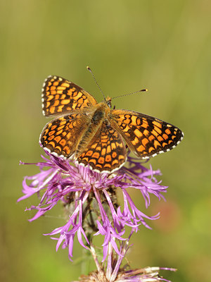 BUITEN BEELD Foto: 139240