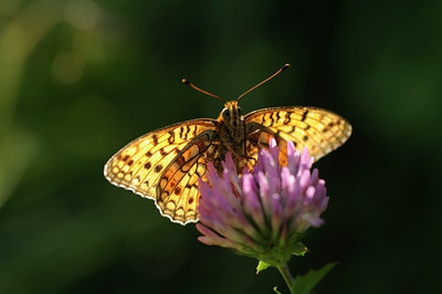 BUITEN BEELD Foto: 139247