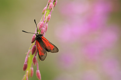 BUITEN BEELD Foto: 139249