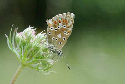 BUITEN BEELD Foto: 139252