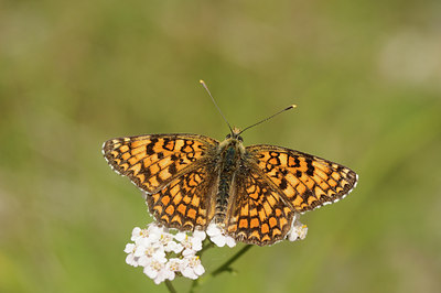 BUITEN BEELD Foto: 139253