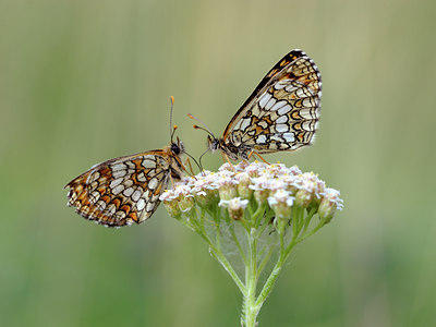 BUITEN BEELD Foto: 139255