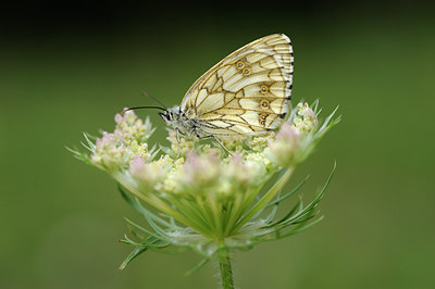BUITEN BEELD Foto: 139257
