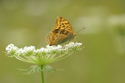 BUITEN BEELD Foto: 139262