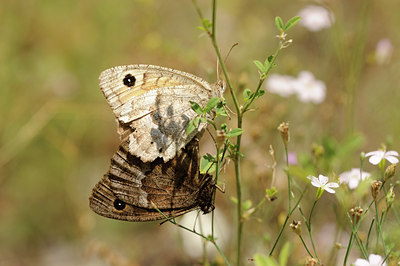 BUITEN BEELD Foto: 139267