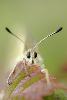 BUITEN BEELD Foto: 139273