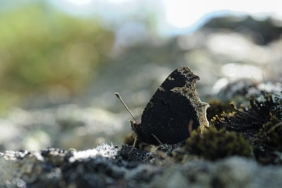 BUITEN BEELD Foto: 139275