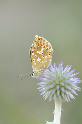 BUITEN BEELD Foto: 139281