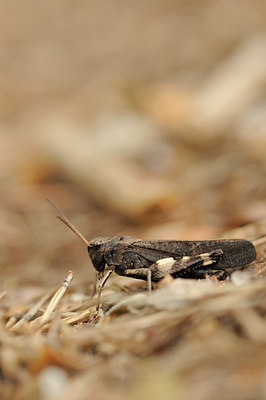 BUITEN BEELD Foto: 139284