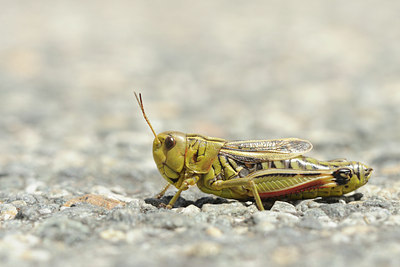 BUITEN BEELD Foto: 139285