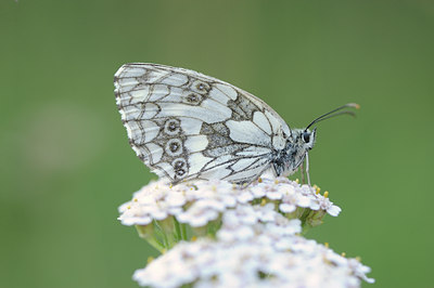 BUITEN BEELD Foto: 139292