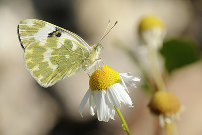 BUITEN BEELD Foto: 139296