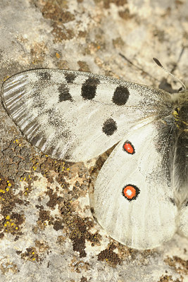 BUITEN BEELD Foto: 139299