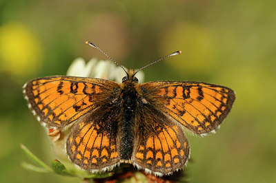 BUITEN BEELD Foto: 139303