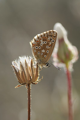 BUITEN BEELD Foto: 139312