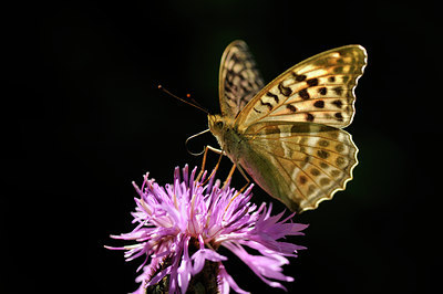 BUITEN BEELD Foto: 139313