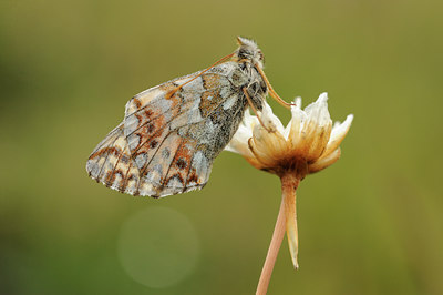 BUITEN BEELD Foto: 139314