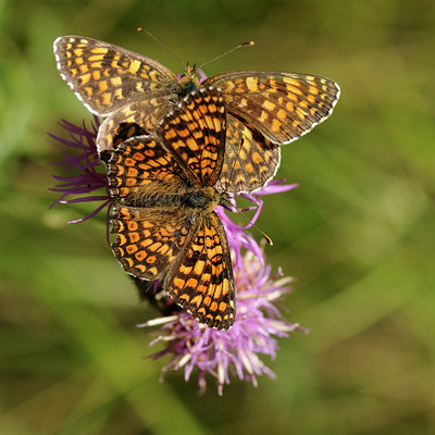 BUITEN BEELD Foto: 139315