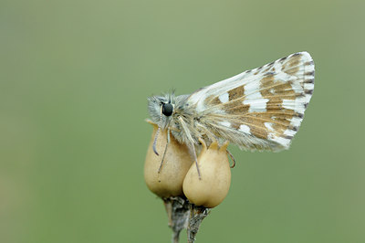 BUITEN BEELD Foto: 139318