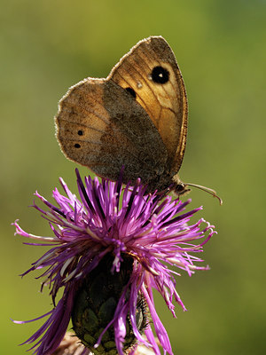 BUITEN BEELD Foto: 139319