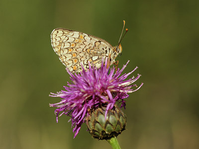 BUITEN BEELD Foto: 139328