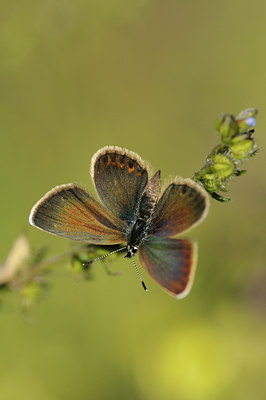 BUITEN BEELD Foto: 139343
