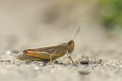 BUITEN BEELD Foto: 139344