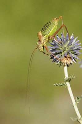 BUITEN BEELD Foto: 139346