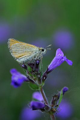 BUITEN BEELD Foto: 139350