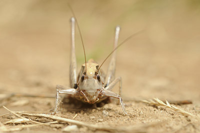 BUITEN BEELD Foto: 139353