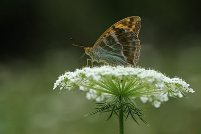 BUITEN BEELD Foto: 139358