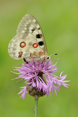 BUITEN BEELD Foto: 139360