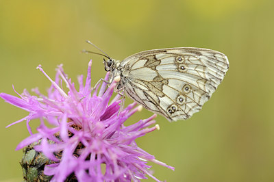 BUITEN BEELD Foto: 139362