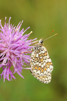 BUITEN BEELD Foto: 139363